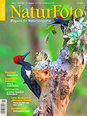 NaturFoto 1/2013